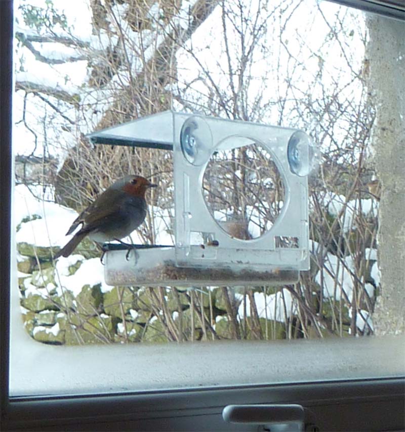 bird feeder